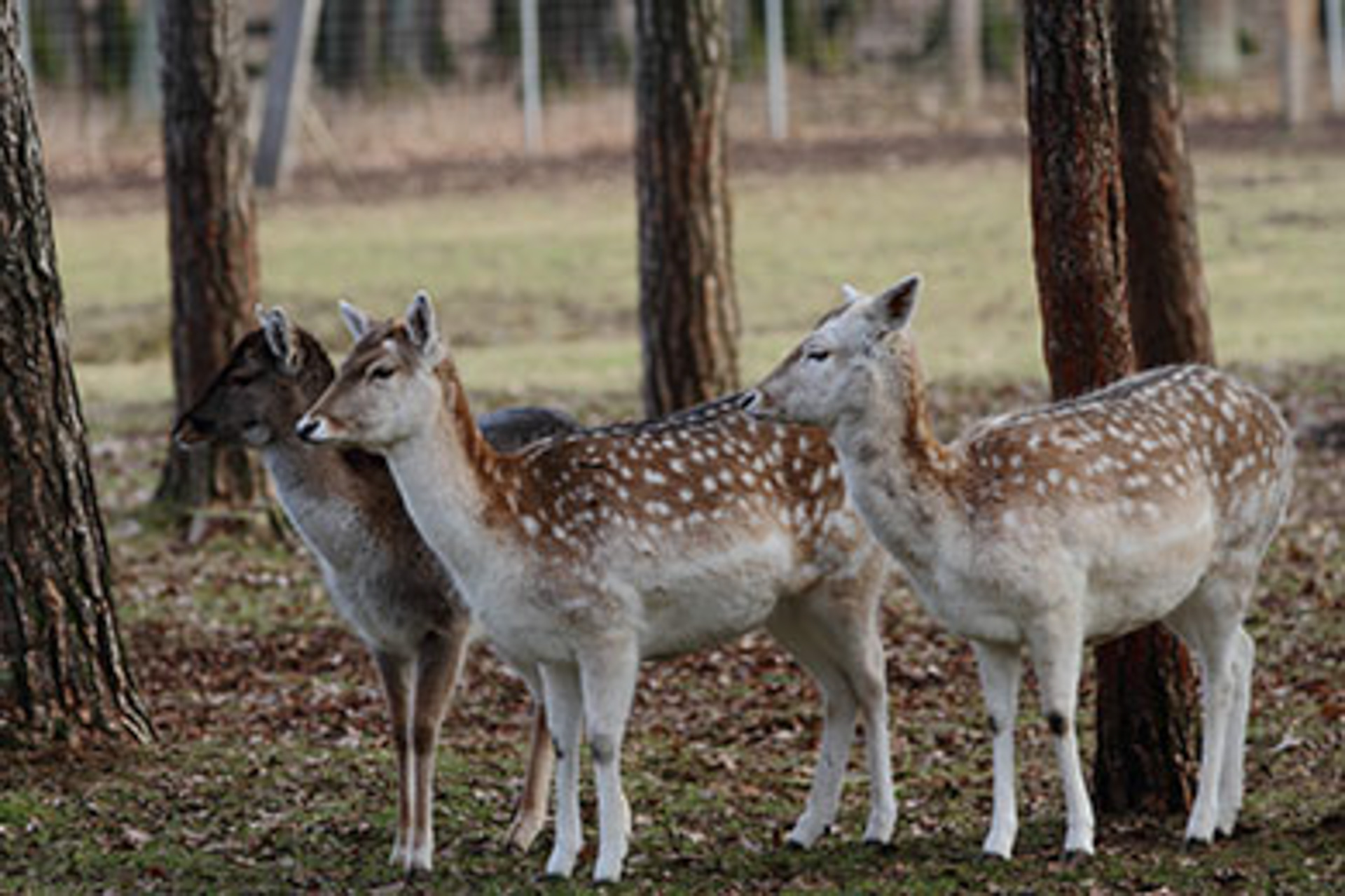 mehrere Rehe im Naturpark Höllohe - Foto by Thomas Hautmann